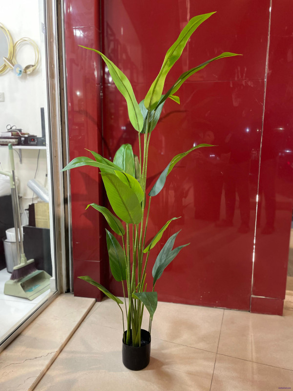 شجرة لسان العصفور