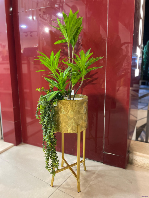 شجرة نخيل مع قوار