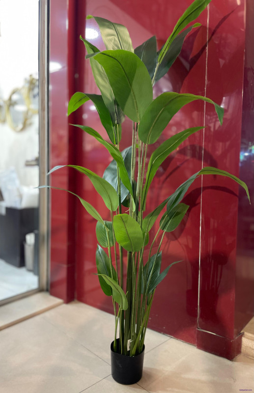 شجرة لسان عصفور